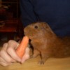 Elliott the Gatehouse Cattery Guinea Pig