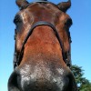 Edward the Gatehouse Cattery horse