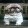 Biggles the Gatehouse Cattery dog