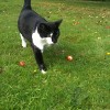 Spooky the Gatehouse Cattery cat