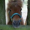 Tinker the Gatehouse Cattery Shetland pony